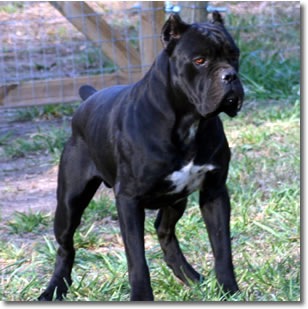 Avalanche shop cane corso